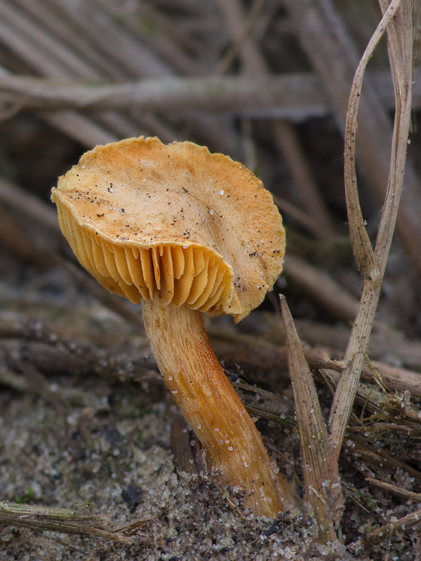 Gymnopilus flavus